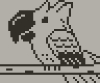 Parrot